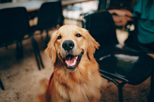 puedo usar aceite de incienso alrededor de mi perro